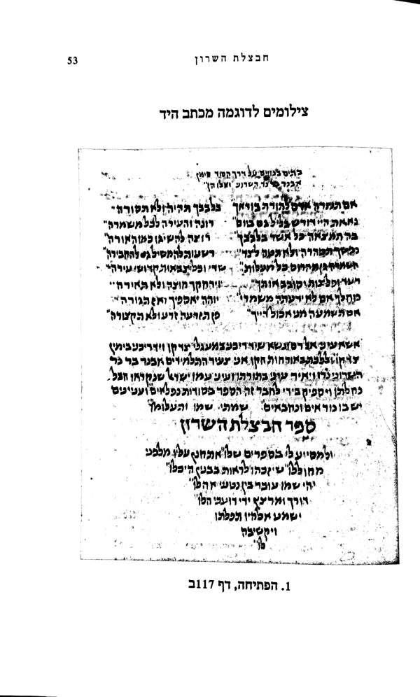 ⁦חבצלת השרון⁩ – תמונה ⁦4⁩